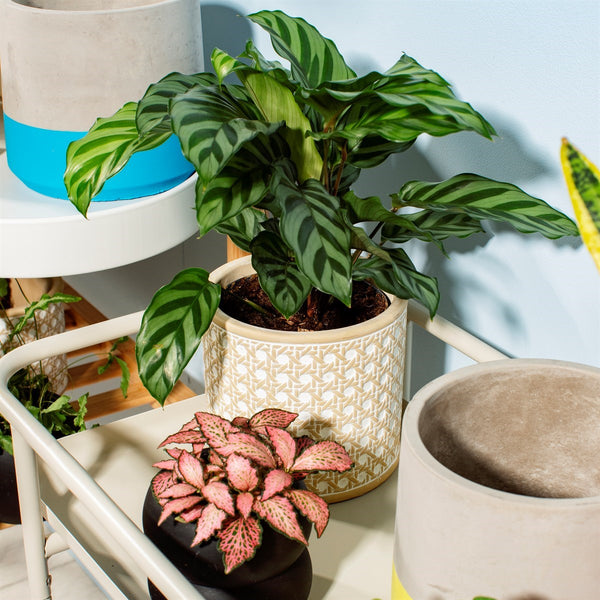 Rattan weave concrete planter